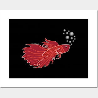 Red Beta Fish Making a Bubble Nest Posters and Art